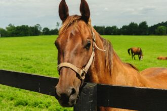Trágico fallecimiento de niño tras ser atacado por caballo en Vichuquén