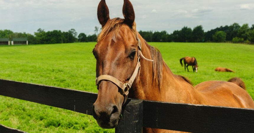 Trágico fallecimiento de niño tras ser atacado por caballo en Vichuquén