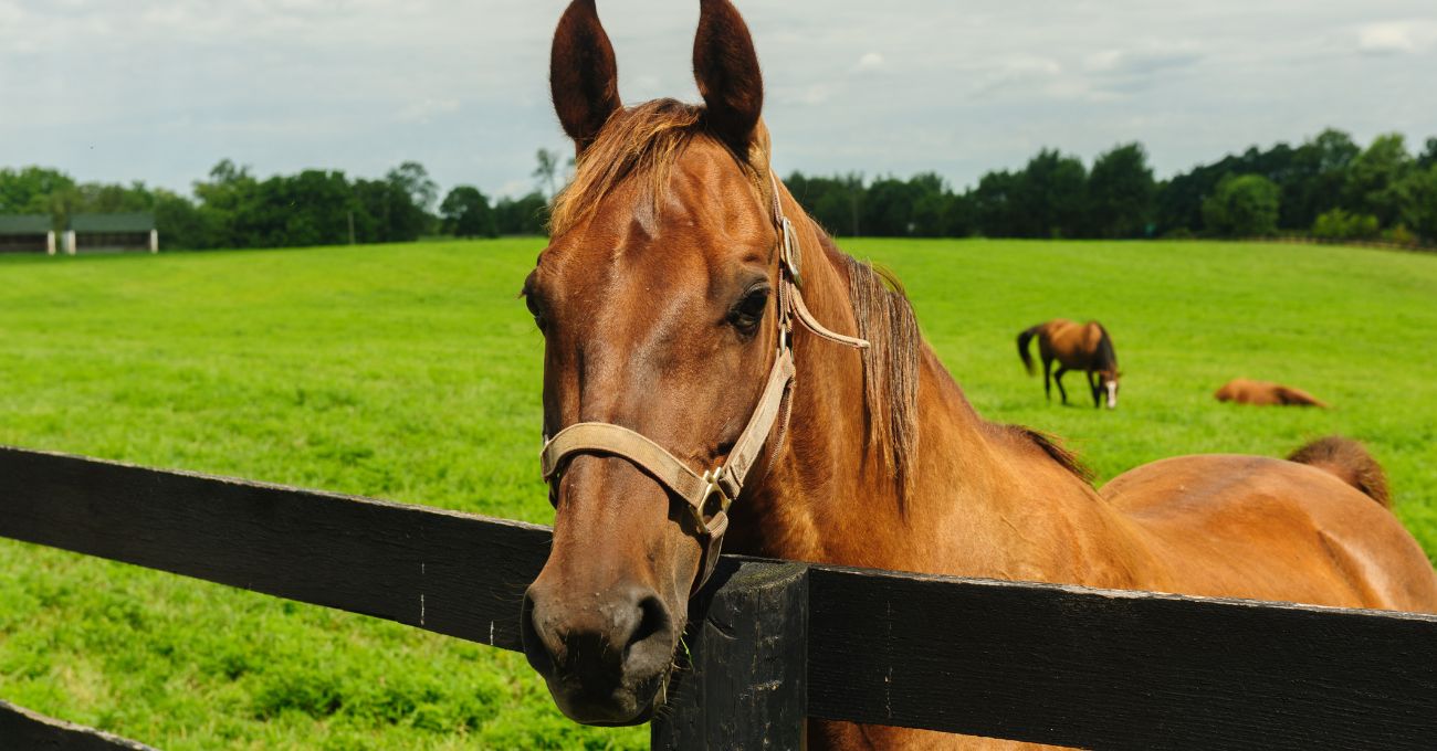 Trágico fallecimiento de niño tras ser atacado por caballo en Vichuquén