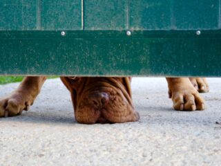 Ataque de perros en Angol: adulto mayor gravemente herido