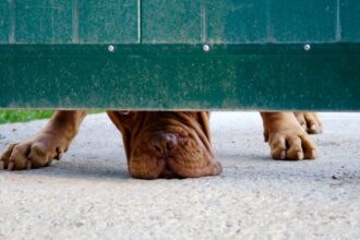 Ataque de perros en Angol: adulto mayor gravemente herido