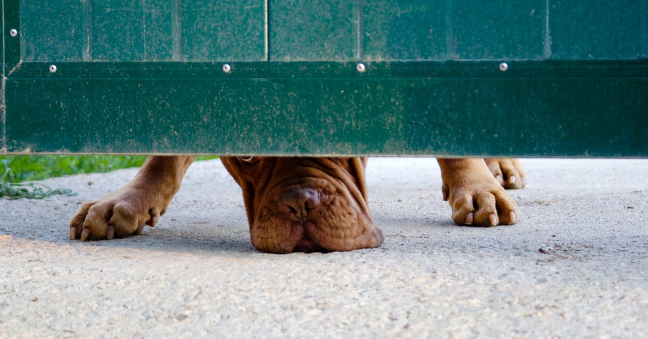 Ataque de perros en Angol: adulto mayor gravemente herido