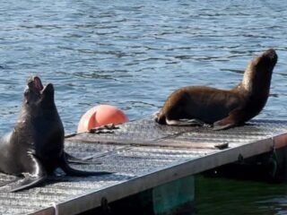 Investigan y condenan maltrato animal: lobos marinos atacados con fuegos artificiales