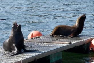 Investigan y condenan maltrato animal: lobos marinos atacados con fuegos artificiales