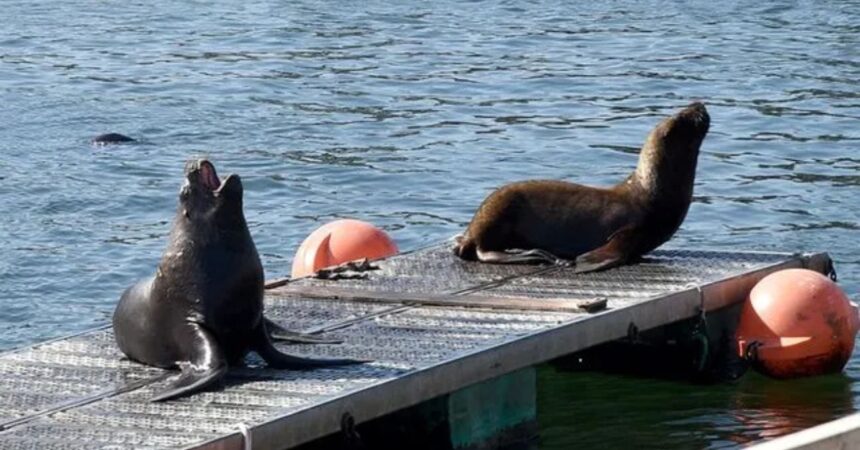 Investigan y condenan maltrato animal: lobos marinos atacados con fuegos artificiales