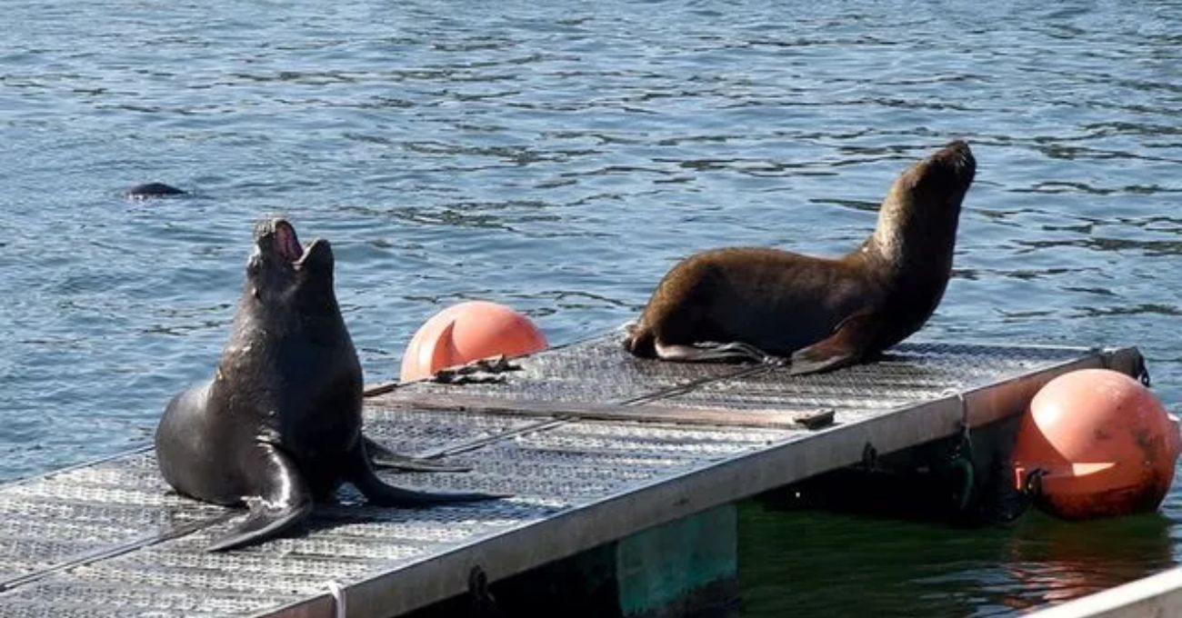 Investigan y condenan maltrato animal: lobos marinos atacados con fuegos artificiales