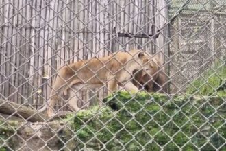 Denuncian maltrato animal en Zoológico de Concepción y piden intervención oficial
