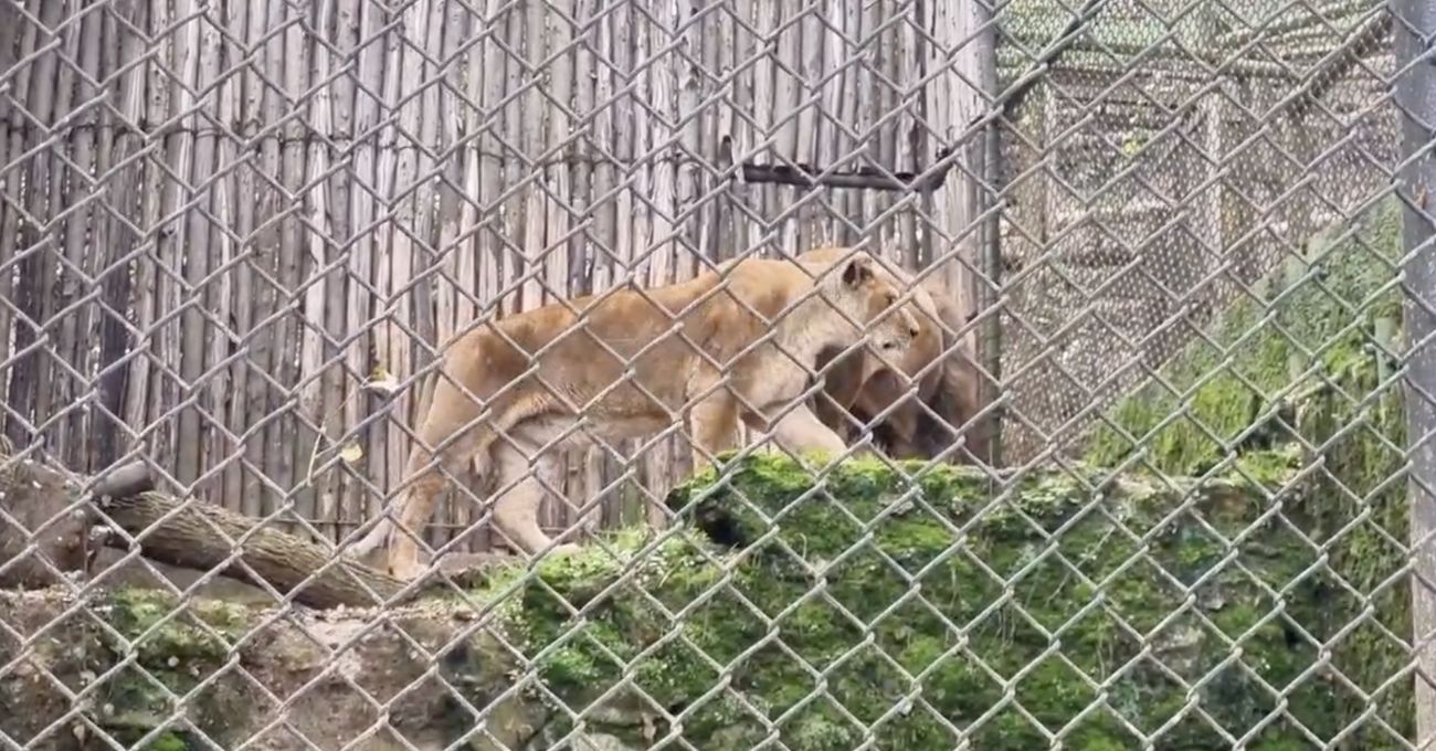 Denuncian maltrato animal en Zoológico de Concepción y piden intervención oficial