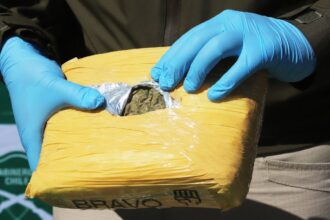 Incautación récord: 350 kilos de marihuana en Chimbarongo