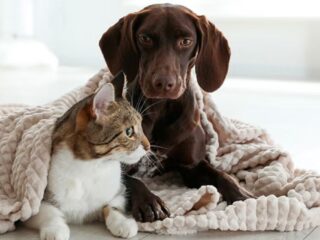 ¿Cuándo es necesario abrigar a tu perro? Recomendaciones para el cuidado de mascotas en invierno