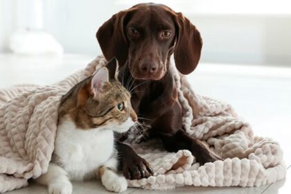 ¿Cuándo es necesario abrigar a tu perro? Recomendaciones para el cuidado de mascotas en invierno