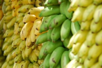 ¿Plátanos verdes o amarillos? Este es el tipo más beneficioso según tu objetivo de salud