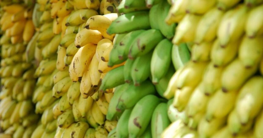 ¿Plátanos verdes o amarillos? Este es el tipo más beneficioso según tu objetivo de salud