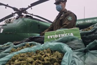 Histórico decomiso de drogas en Coquimbo: Carabineros incauta más de 800 kilos de marihuana en operativo cordillerano