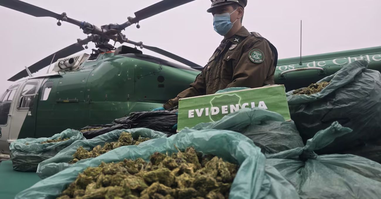 Histórico decomiso de drogas en Coquimbo: Carabineros incauta más de 800 kilos de marihuana en operativo cordillerano