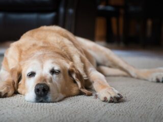 ¿Perros dentro o fuera de la casa? Expertos revelan cuál es el mejor lugar para que duerman