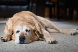 ¿Perros dentro o fuera de la casa? Expertos revelan cuál es el mejor lugar para que duerman