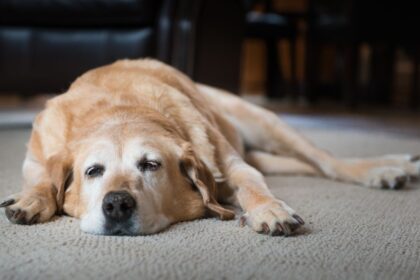 ¿Perros dentro o fuera de la casa? Expertos revelan cuál es el mejor lugar para que duerman
