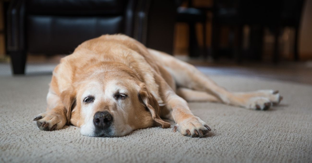 ¿Perros dentro o fuera de la casa? Expertos revelan cuál es el mejor lugar para que duerman