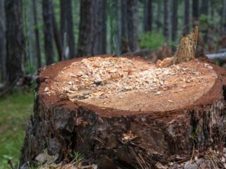 Trabajador fallece en Ancud al ser aplastado por árbol durante tala