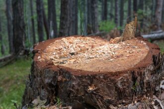 Trabajador fallece en Ancud al ser aplastado por árbol durante tala