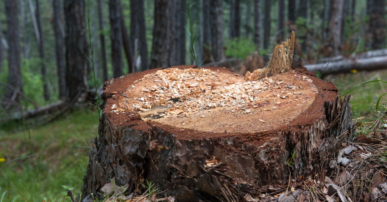Trabajador fallece en Ancud al ser aplastado por árbol durante tala
