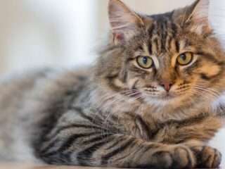¿Tu gato ya no salta como antes? Las señales que alertan problemas articulares