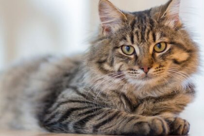 ¿Tu gato ya no salta como antes? Las señales que alertan problemas articulares