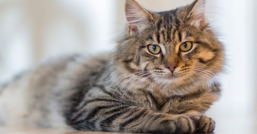¿Tu gato ya no salta como antes? Las señales que alertan problemas articulares