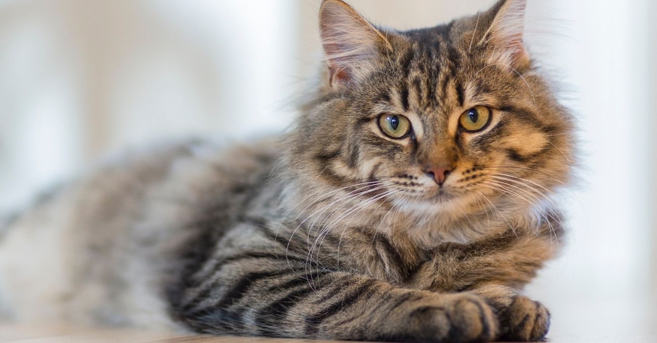 ¿Tu gato ya no salta como antes? Las señales que alertan problemas articulares