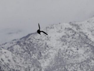 Suspenden tránsito en ruta Arica-La Paz por viento blanco