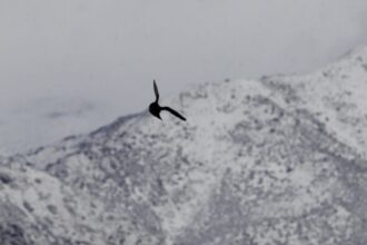 Suspenden tránsito en ruta Arica-La Paz por viento blanco