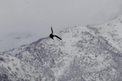 Suspenden tránsito en ruta Arica-La Paz por viento blanco