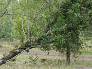 Fuertes vientos en varias regiones del país: rachas de hasta 100 km/h afectarán zonas del norte y sur