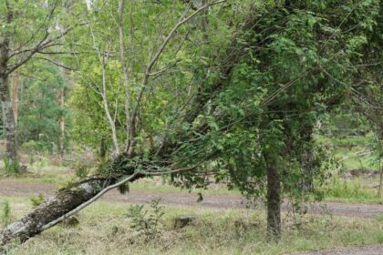Fuertes vientos en varias regiones del país: rachas de hasta 100 km/h afectarán zonas del norte y sur