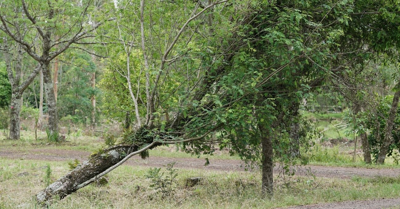 Fuertes vientos en varias regiones del país: rachas de hasta 100 km/h afectarán zonas del norte y sur