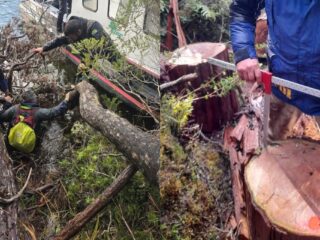 Conaf denuncia corte ilegal de ciprés de las Guaitecas en Cochrane
