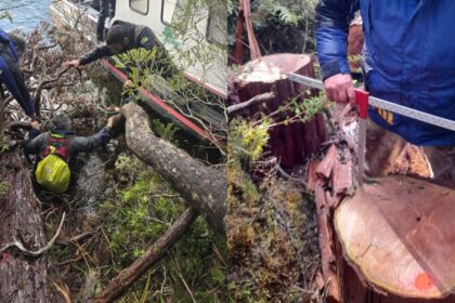 Conaf denuncia corte ilegal de ciprés de las Guaitecas en Cochrane