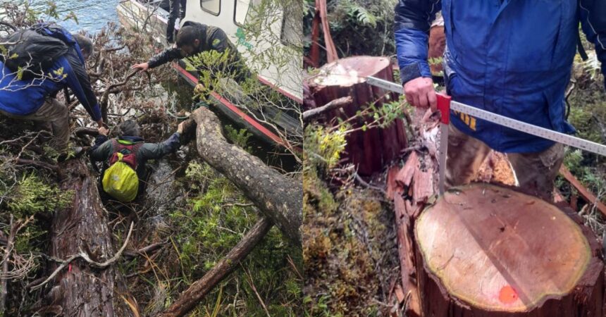 Conaf denuncia corte ilegal de ciprés de las Guaitecas en Cochrane