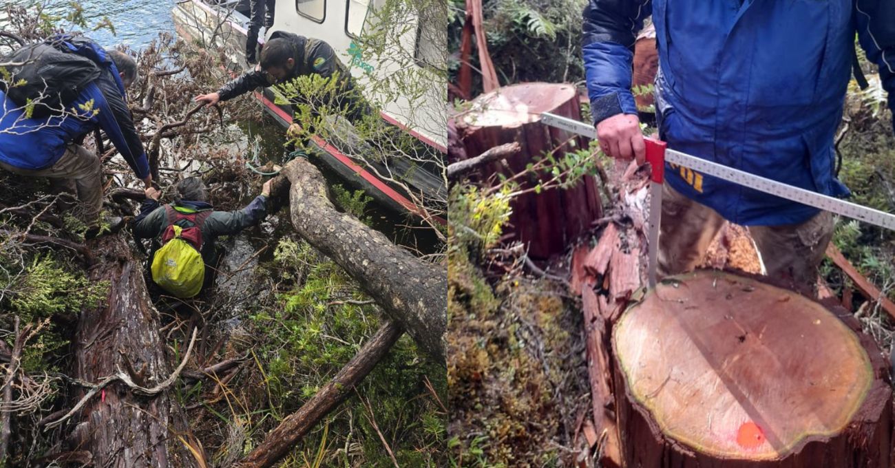 Conaf denuncia corte ilegal de ciprés de las Guaitecas en Cochrane