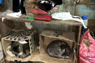Detienen a mujer en Coquimbo por tener 50 mascotas en mal estado