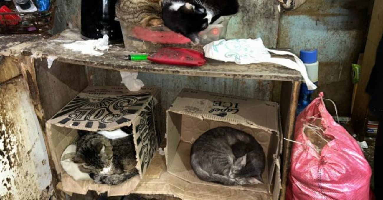 Detienen a mujer en Coquimbo por tener 50 mascotas en mal estado
