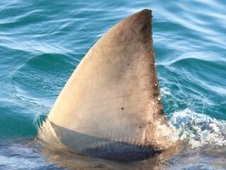 Niño de 7 años pierde parte de su pierna tras ataque de tiburón en isla de la Polinesia Francesa