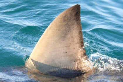 Niño de 7 años pierde parte de su pierna tras ataque de tiburón en isla de la Polinesia Francesa