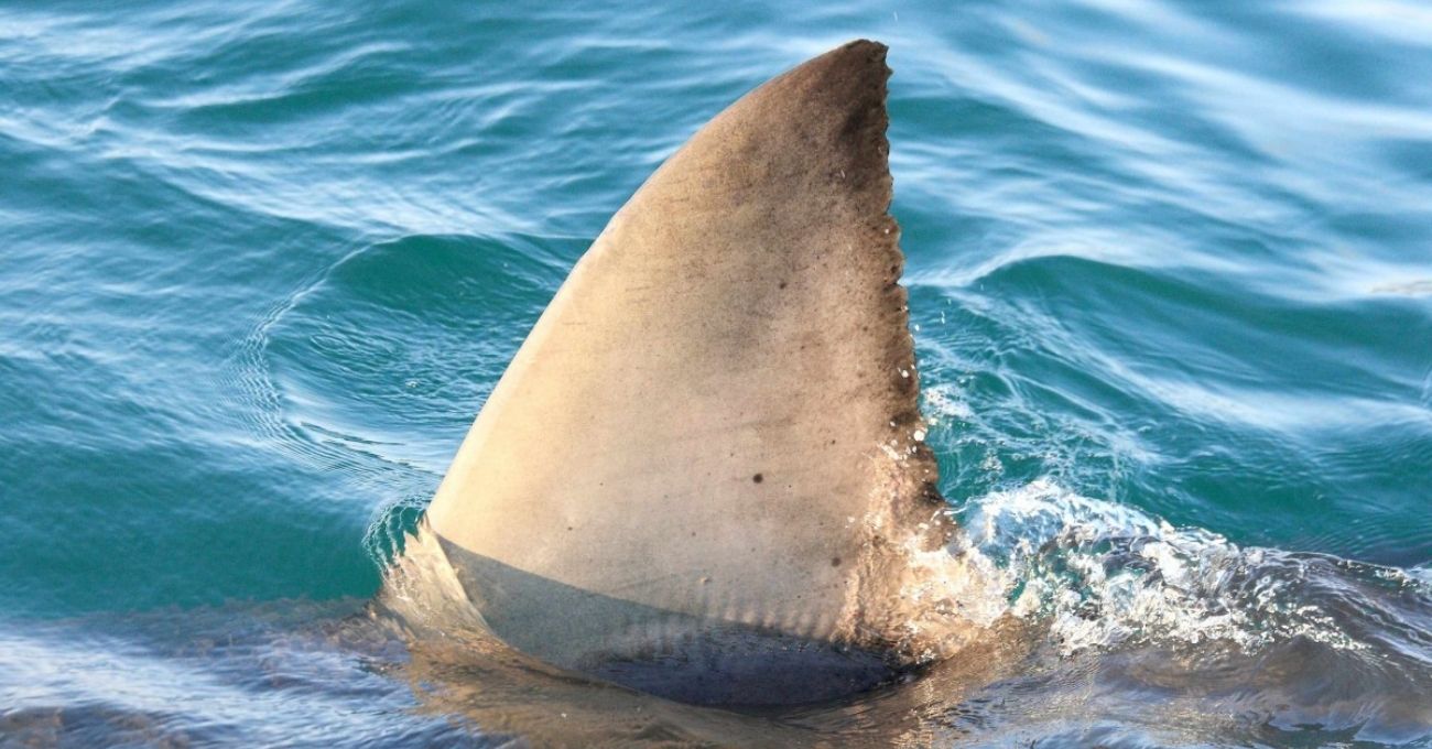 Niño de 7 años pierde parte de su pierna tras ataque de tiburón en isla de la Polinesia Francesa