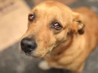 Multas y cárcel: presentan proyecto de ley que sanciona muerte de animales por atropello