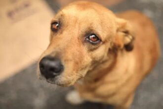 Multas y cárcel: presentan proyecto de ley que sanciona muerte de animales por atropello