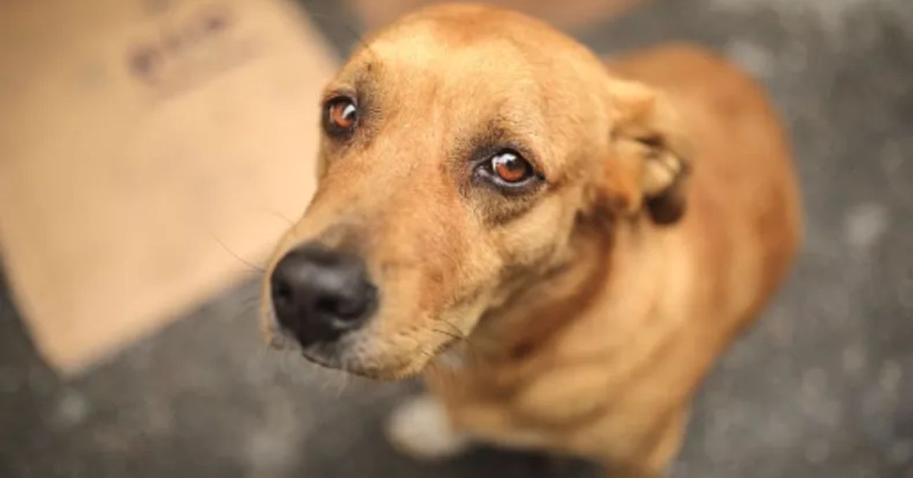 Multas y cárcel: presentan proyecto de ley que sanciona muerte de animales por atropello
