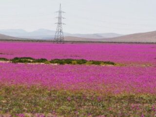 El Desierto Florido: cuándo y dónde se espera este fenómeno único