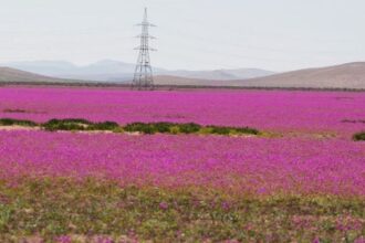 El Desierto Florido: cuándo y dónde se espera este fenómeno único